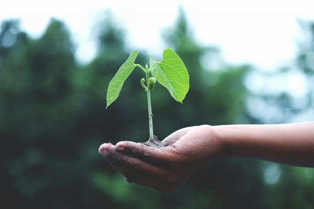 pexels photo 1072824 1072824 A young sapling held in hands symbolizes growth and sustainability.