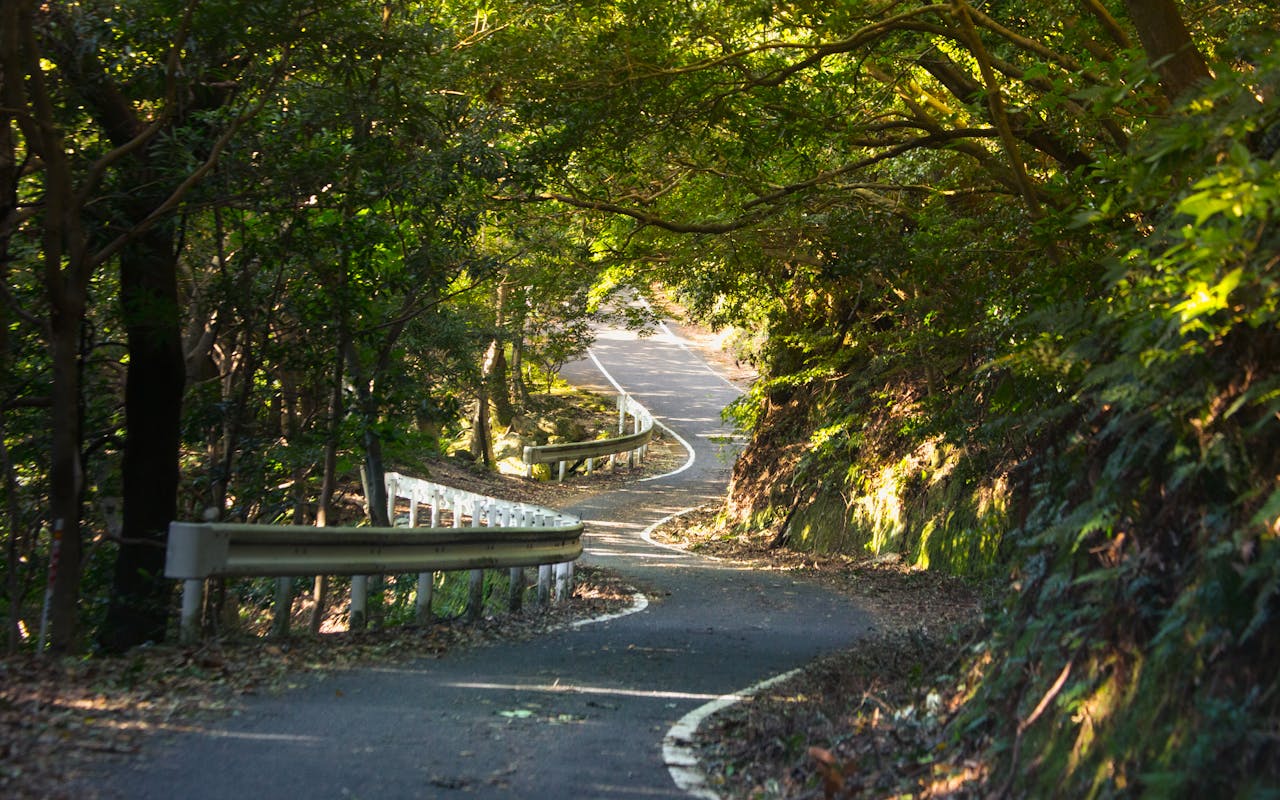 services-03 A picturesque winding path through a lush green forest captured on a sunny day.